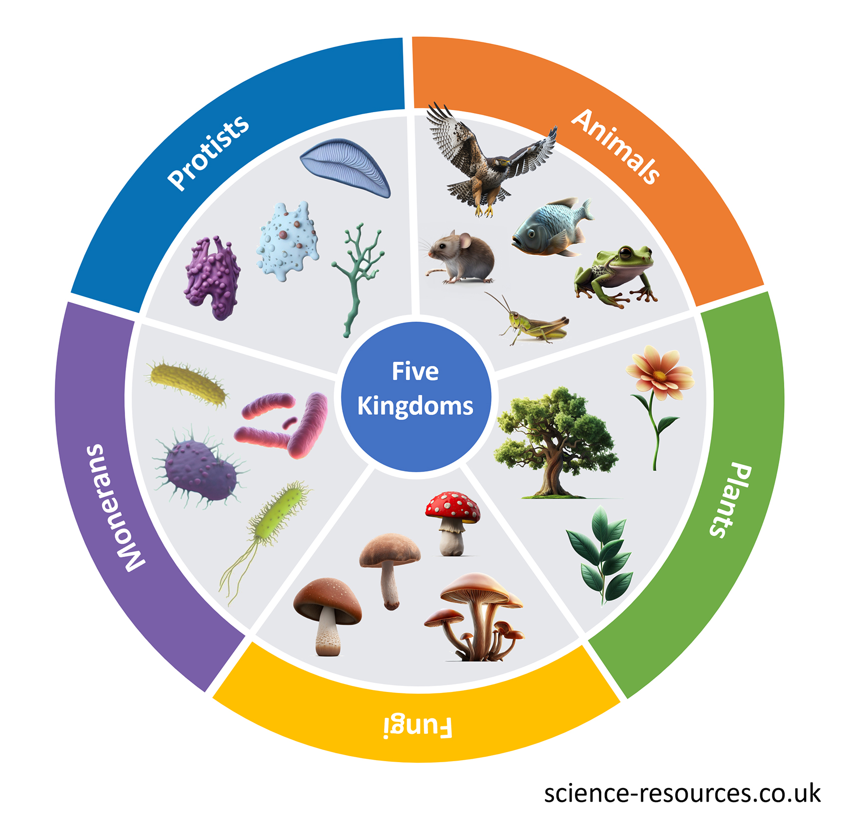 This image is a diagram representing five kingdoms of living organisms. The diagram is divided into colored segments each representing a different category of living organisms: Protists, Animals, Plants, Fungi, and Monerans. Each segment contains images representative of that category.