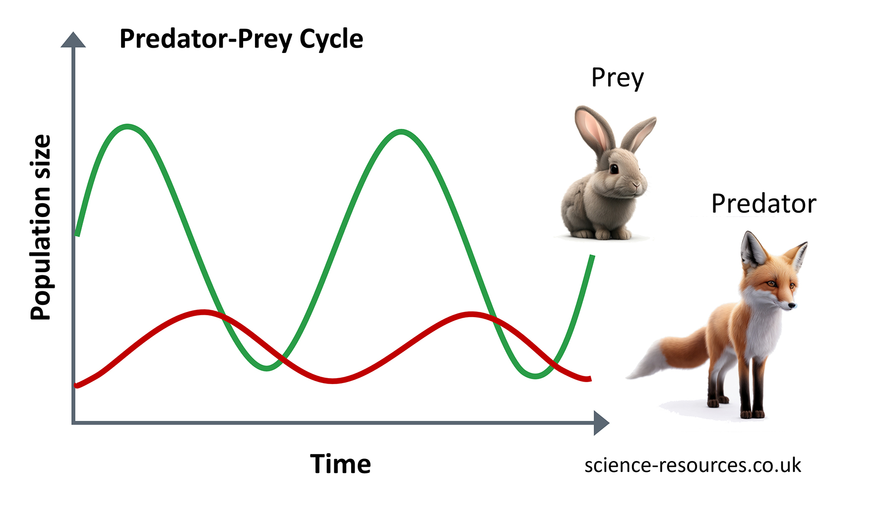 This image is a graphical representation of a food web, showcasing various animals and their prey. It illustrates the relationships between different species in an ecosystem.