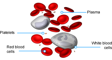 Blood Composition